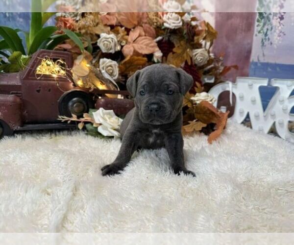 Medium Photo #7 Cane Corso Puppy For Sale in OOLOGAH, OK, USA