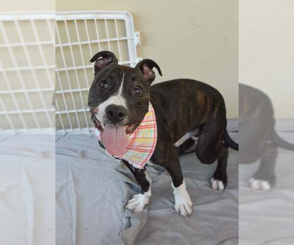 Medium Photo #3 American Pit Bull Terrier-Unknown Mix Puppy For Sale in McKinney, TX, USA