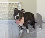 Small #2 American Pit Bull Terrier Mix