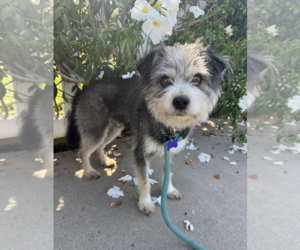 Bojangles - Male Mutt Dog for Adoption - Photo #6