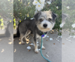 Small #5 Mutt