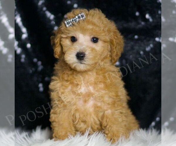 Medium Photo #96 Maltipoo (Miniature) Puppy For Sale in WARSAW, IN, USA