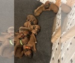 Small #21 Rhodesian Ridgeback