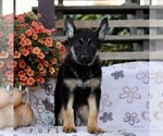Callie - Female German Shepherd Dog Puppy for Sale - Photo #3