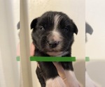 Small Photo #1 Australian Shepherd Puppy For Sale in STURGEON LAKE, MN, USA