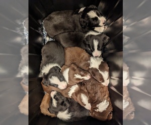 Border Collie Litter for sale in HARRISON, ID, USA