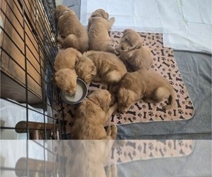 Golden Retriever Puppy for sale in DELTA, PA, USA