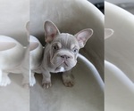 Puppy Puppy 3 French Bulldog