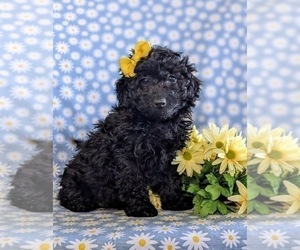 Cock-A-Poo Puppy for sale in KIRKWOOD, PA, USA