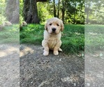 Small Photo #1 Golden Retriever Puppy For Sale in FOSTER, RI, USA