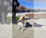 Dante - Male Boxer-Unknown Mix Dog for Adoption - Small photo