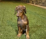 Puppy Blondie Doberman Pinscher
