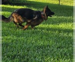 Small Photo #6 German Shepherd Dog Puppy For Sale in Plantation, FL, USA
