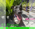 Small #10 Labrador Retriever Mix