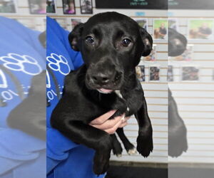 Border Collie-Jack Russell Terrier Mix Dogs for adoption in Aurora, IN, USA