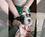 Small #1 Schnauzer (Miniature)