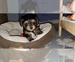 Puppy 1 YorkiePoo