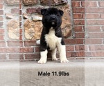 Small Photo #4 Akita Puppy For Sale in MEM, TN, USA