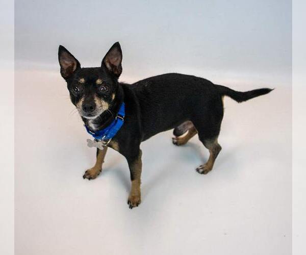 Medium Photo #6 Chihuahua-Unknown Mix Puppy For Sale in Kennesaw, GA, USA
