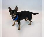 Small #5 Chihuahua Mix