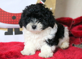 Maltipoo Puppy for sale in MOUNT JOY, PA, USA