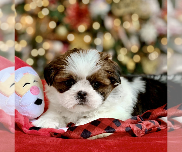 Medium Photo #11 Shih Tzu Puppy For Sale in BUFORD, GA, USA