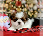 Small Photo #11 Shih Tzu Puppy For Sale in BUFORD, GA, USA