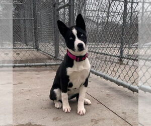 Labrador Retriever Dogs for adoption in Muskegon, MI, USA