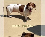 Small #7 Dachshund
