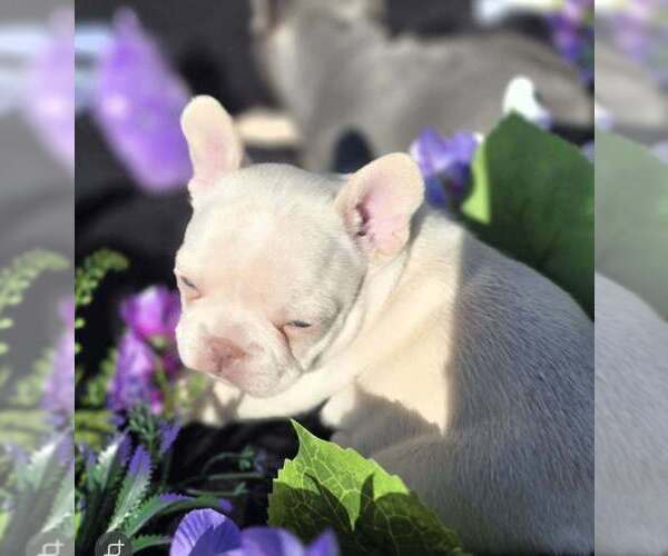 Medium Photo #3 French Bulldog Puppy For Sale in BOSTON, KY, USA