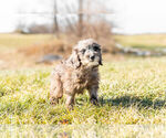 Small Photo #4 Goldendoodle (Miniature) Puppy For Sale in WARSAW, IN, USA