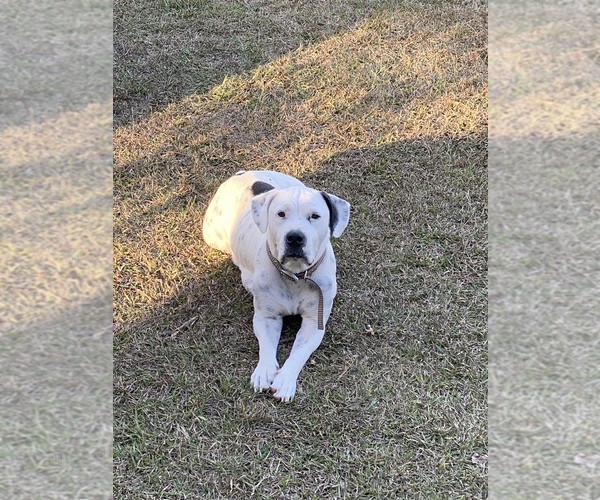 Medium Photo #8 American Bulldog Puppy For Sale in CLARKSVILLE, FL, USA