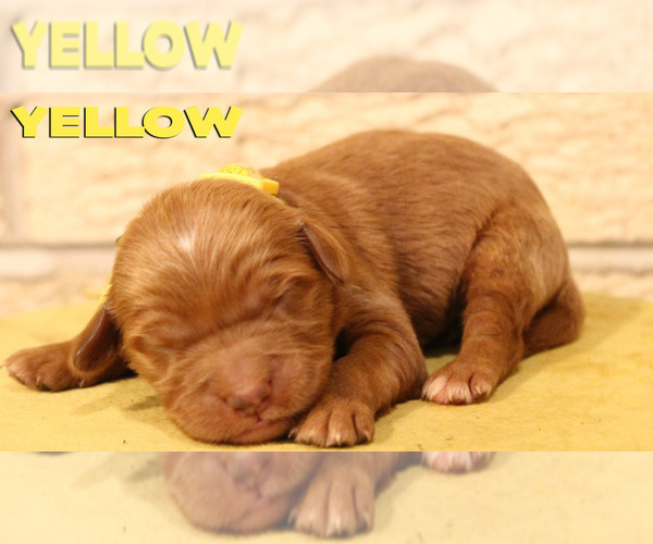 Medium Photo #2 Goldendoodle Puppy For Sale in OAK LAWN, IL, USA