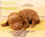 Small Photo #17 Goldendoodle Puppy For Sale in OAK LAWN, IL, USA