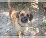 Small #6 Boxer-Pug Mix