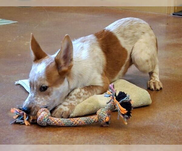 Medium Photo #5 Red Heeler-Unknown Mix Puppy For Sale in Mountain View, AR, USA