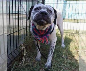 American Staffordshire Terrier Dogs for adoption in San Antonio, TX, USA