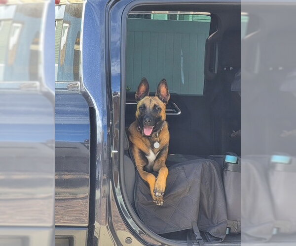 Medium Photo #2 Mutt Puppy For Sale in Stevens Point, WI, USA