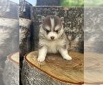 Small #5 Pomsky