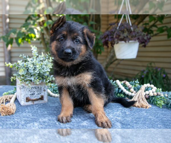 Medium Photo #2 German Shepherd Dog Puppy For Sale in MANTON, MI, USA