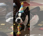 Coco - Female Boston Terrier Dog for Adoption - Small photo