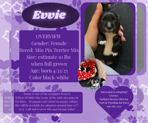 Miniature Pinscher Dogs for adoption in Rancho Cordova, CA, USA