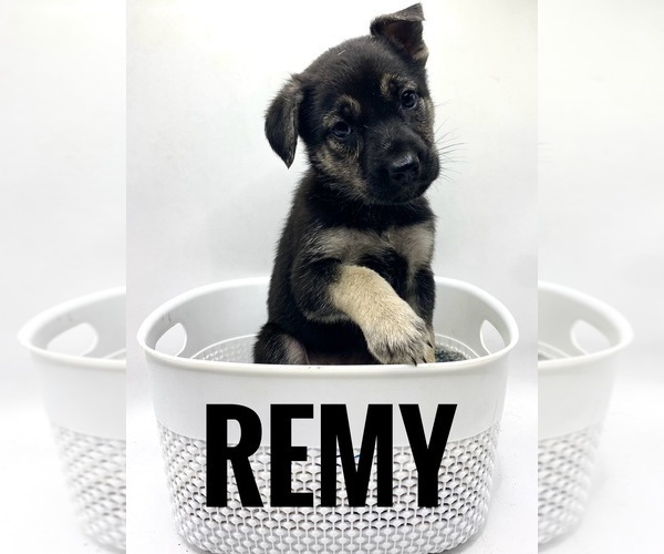Medium Photo #1 German Shepherd Dog Puppy For Sale in LORIS, SC, USA