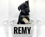 Puppy Remy German Shepherd Dog