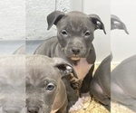 Small Photo #7 American Bully Puppy For Sale in NAUGATUCK, CT, USA