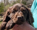 Puppy Coco Boykin Spaniel-Goldendoodle Mix