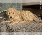 Puppy Winnie Goldendoodle