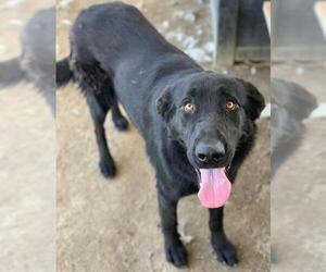 Labrador Retriever Dogs for adoption in Riverside, CA, USA