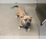 Small #1 American Pit Bull Terrier