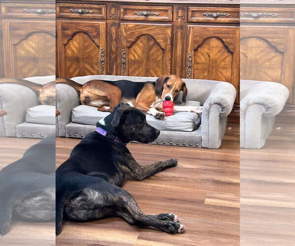 Medium Photo #27 Mutt Puppy For Sale in Woodbury, NY, USA